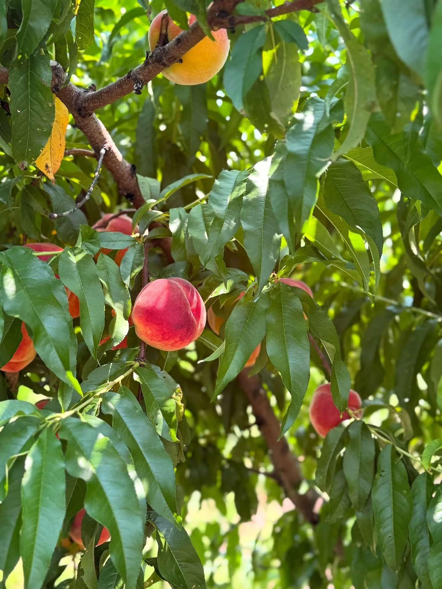 #peachseason 

A few field notes:

🍑 breathing in salt air is healing.
🍑 walking barefoot on the beach is like a realignment for the body. 
🍑 squat walking in the pool while carrying kids is tough on your knees.
🍑 connecting with family and frien