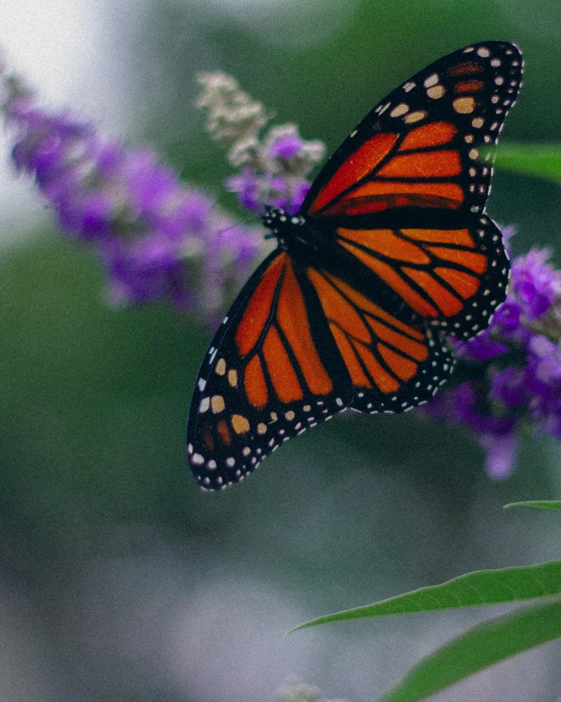 When life gives you butterflies 🦋 Captured these beauties last week in my backyard, oh the magic 😍😍😍

#dfpcommunity &nbsp;#thedocumentarydiaries &nbsp;#theuncommonphotographer &nbsp;#documentyourdays #naturesart #mothernature❤️