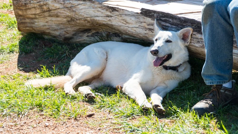 Dogs Shine.jpg