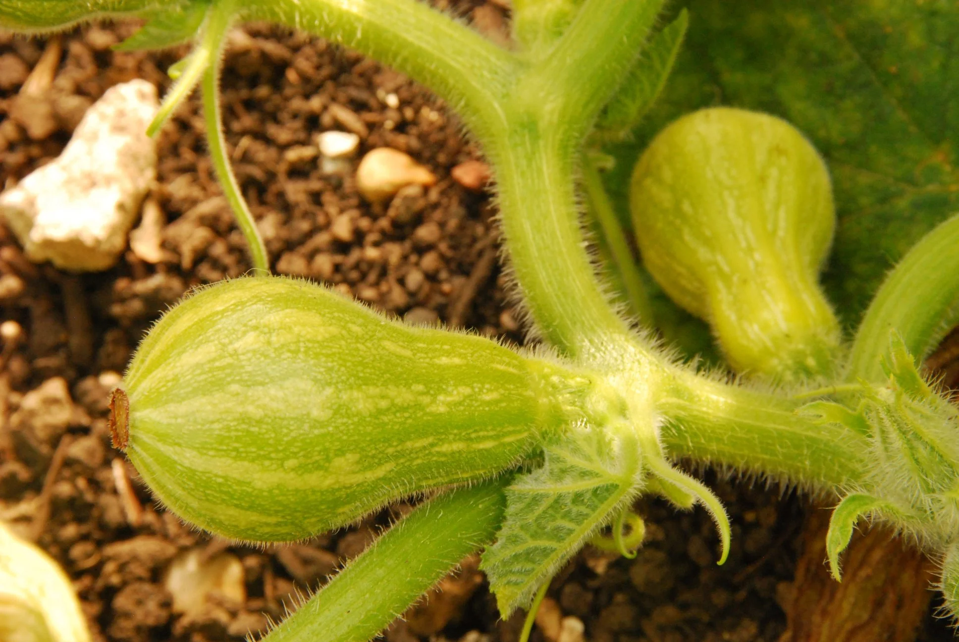 Squash.jpg