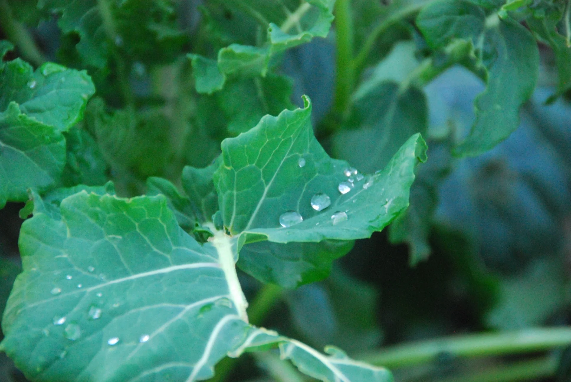 Sprouting brocolli.jpg