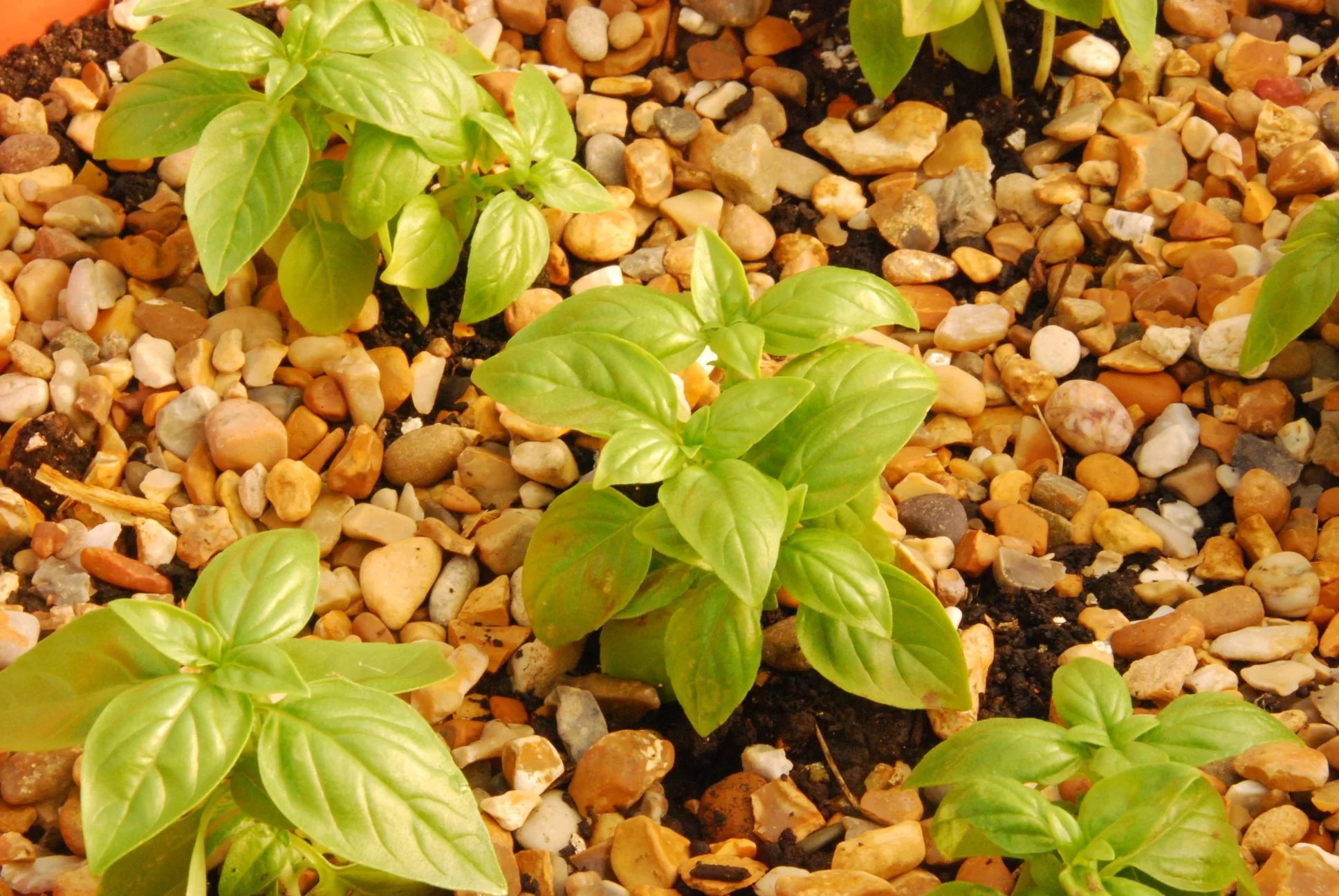 Basil.jpg