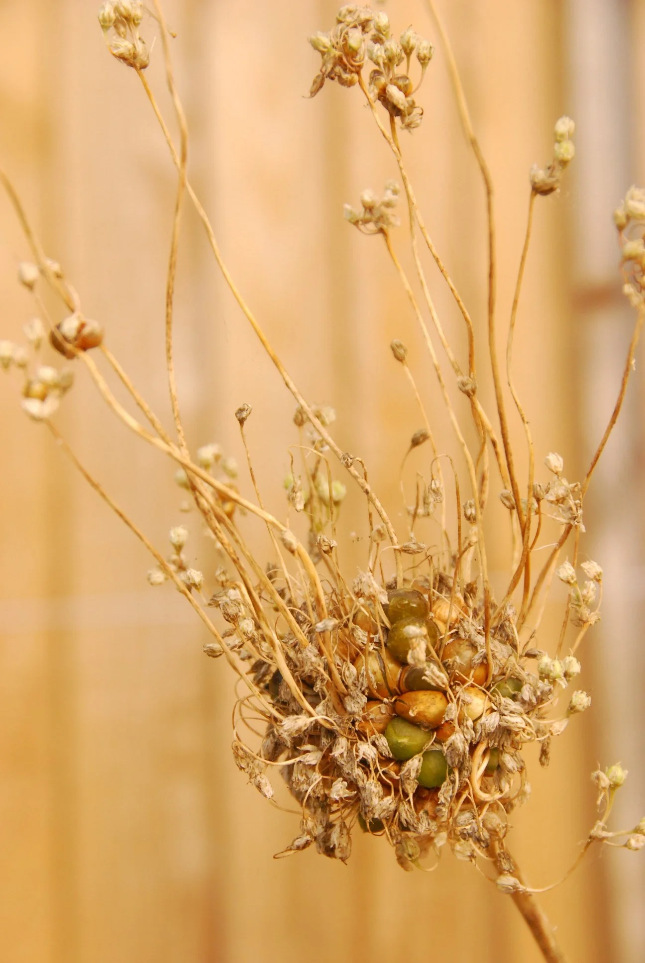 Babington leek head experiment.jpg