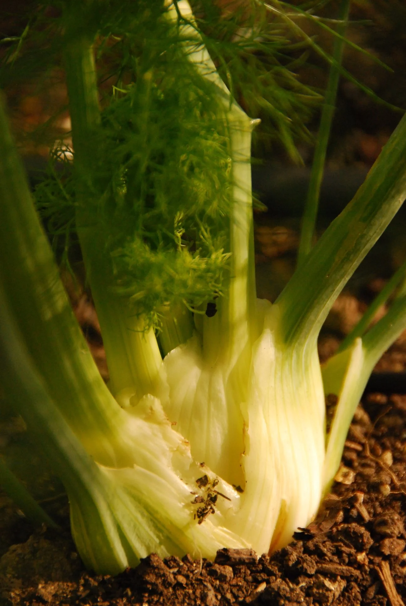 Fennel.jpg