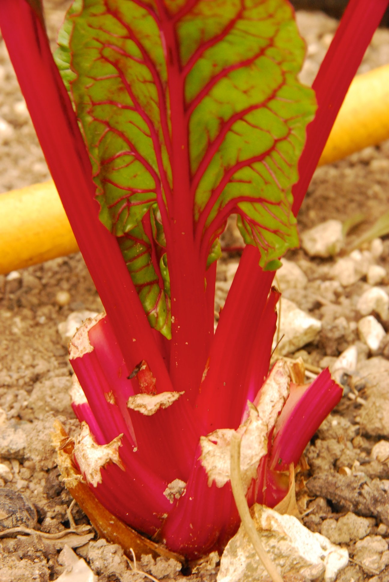 Chard - red.jpg