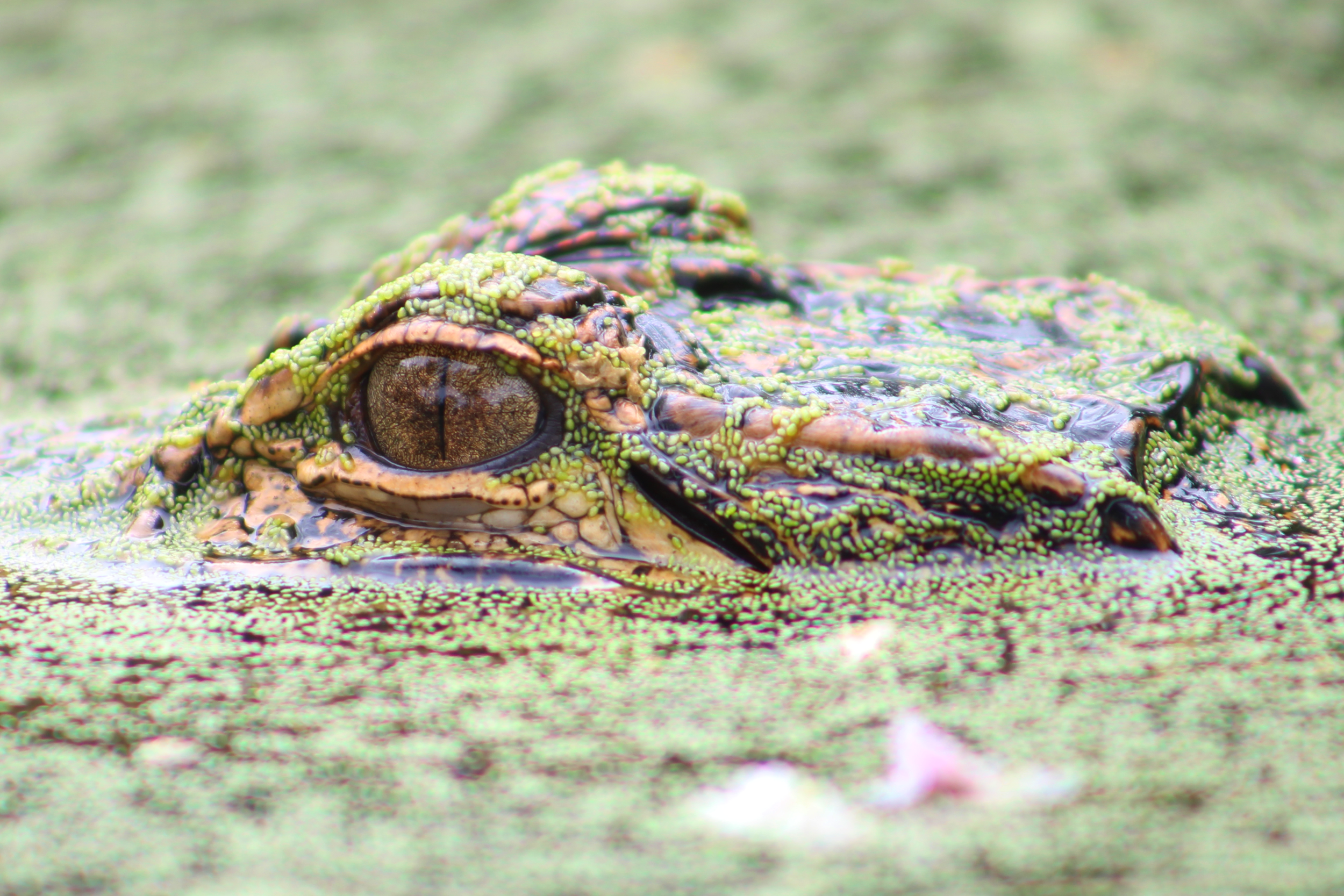 AlligatorInWater.png