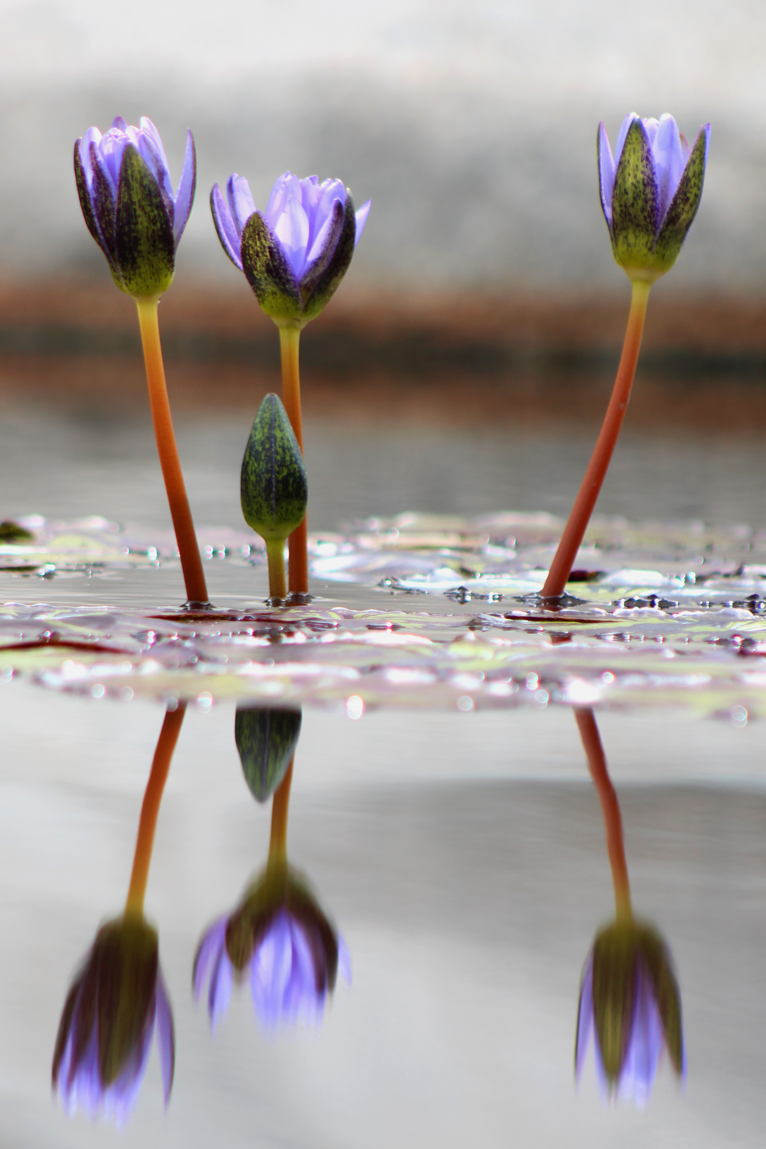 WaterLily3.png