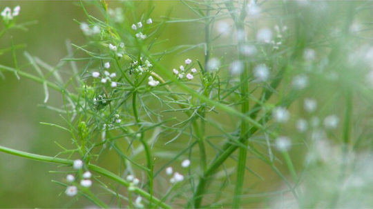 A dreamy capture of tiny flowers in Brookgreen Gardens, South Carolina.