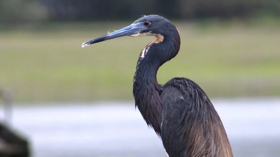 bird2.jpeg