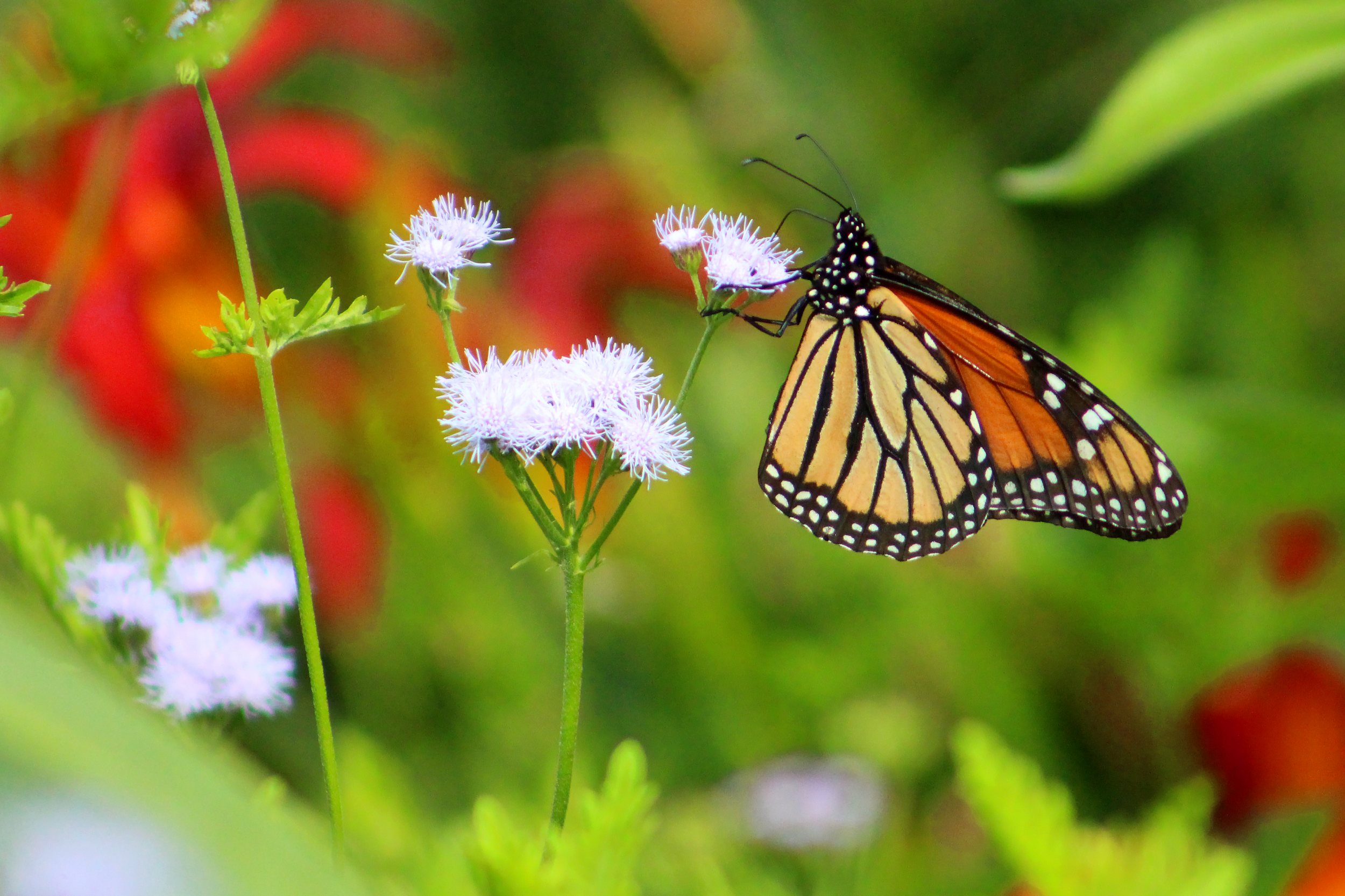 A butterfly stops for lunch in Brookgreen Gardens, South Carolina.