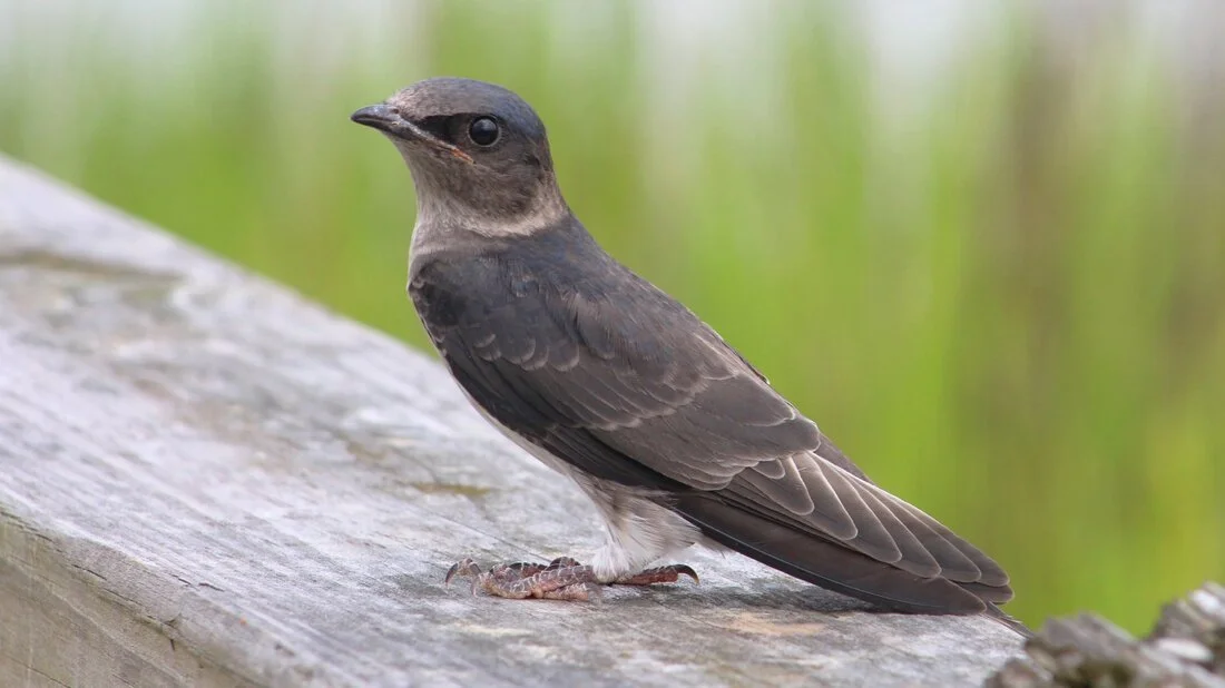 bird1.jpeg