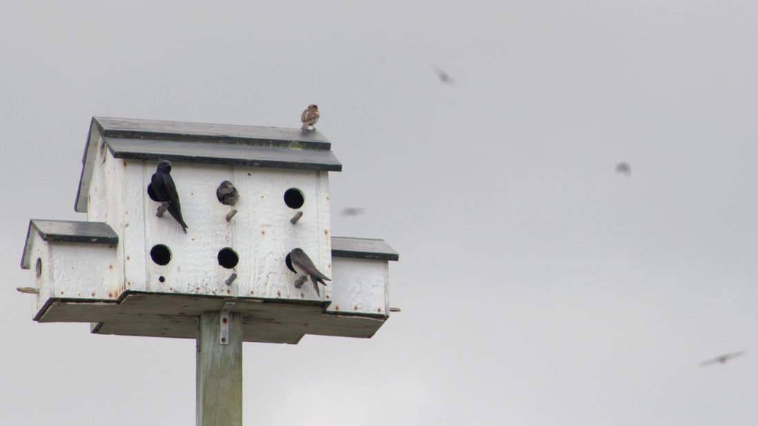 Purple martins look out from their colony. The birds are cavity dwellers and rely on man-made structures due to habitat endangerment. "Martin condos" are common on Pawleys Island.