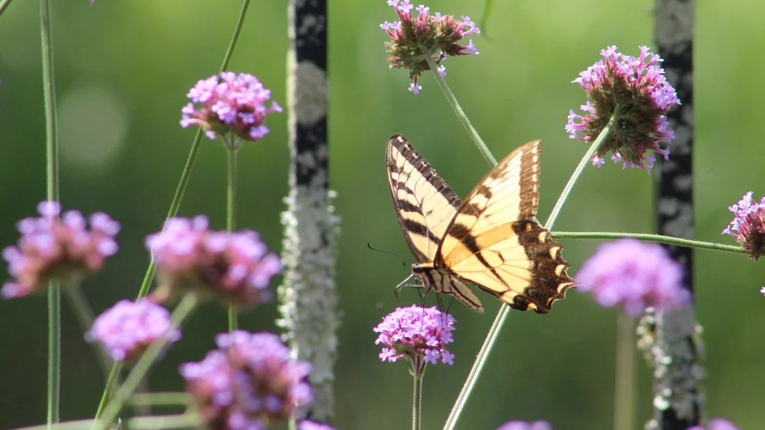 butterfly.jpg