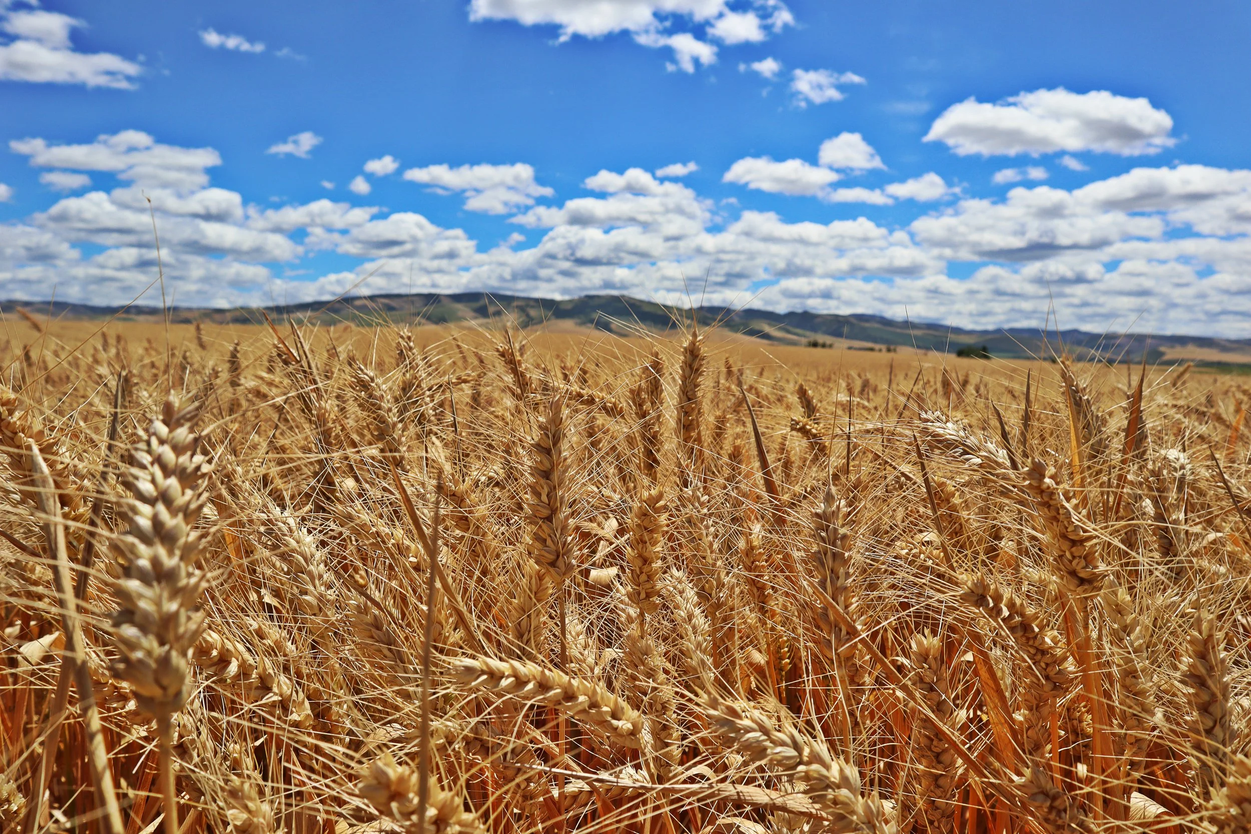 A wheat field under a partly cloudy blue sky with mountains in the distance.
