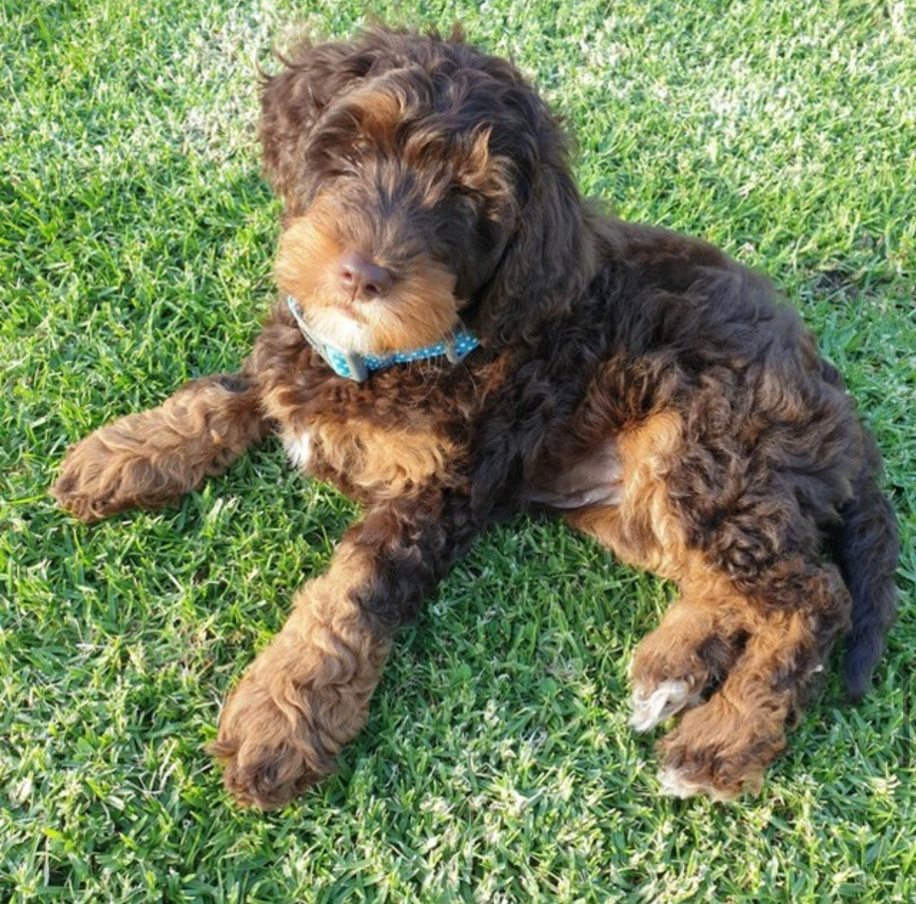 Phantom Labradoodle Australian Labradoodle Phantom Goldendoodle