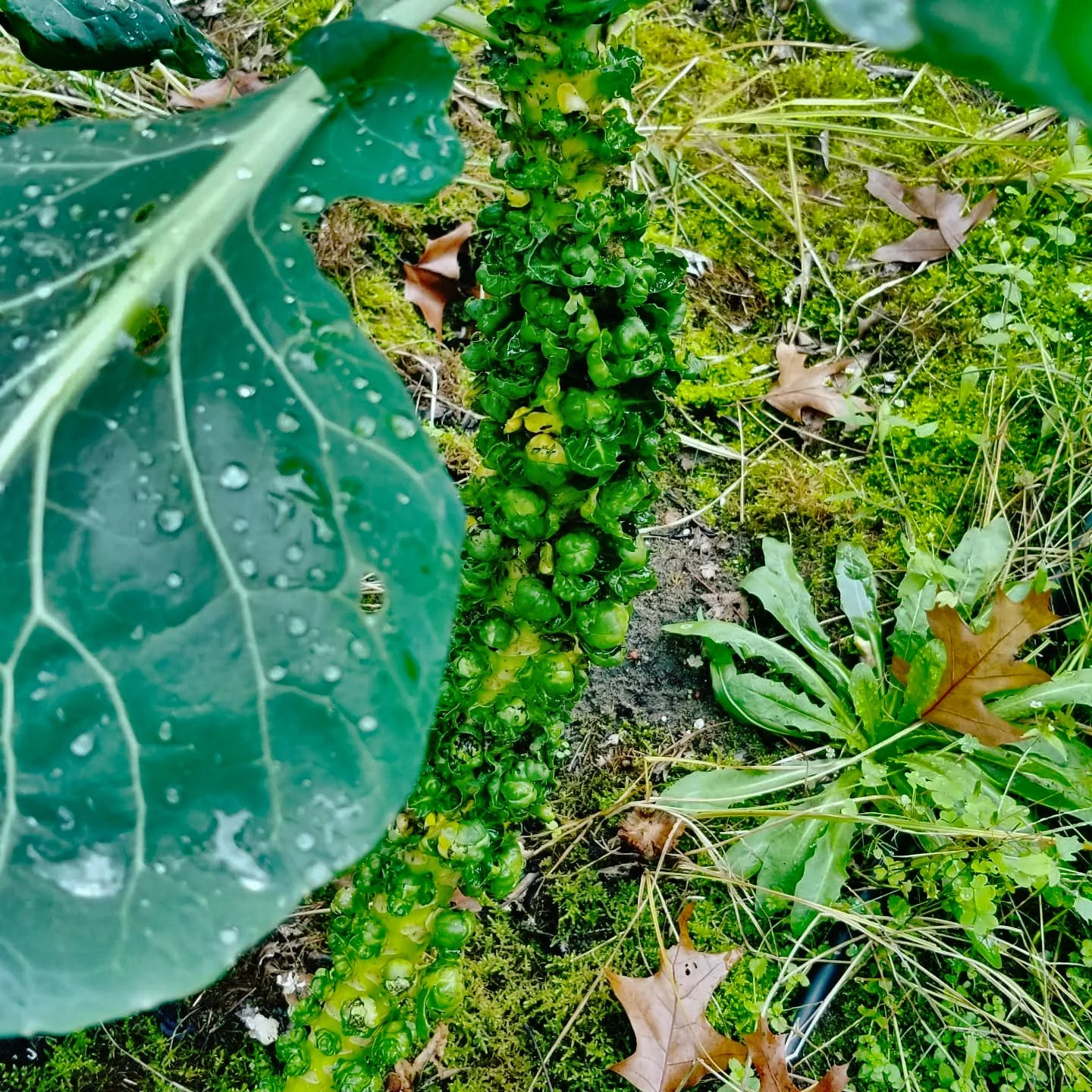 garden-3.jpg