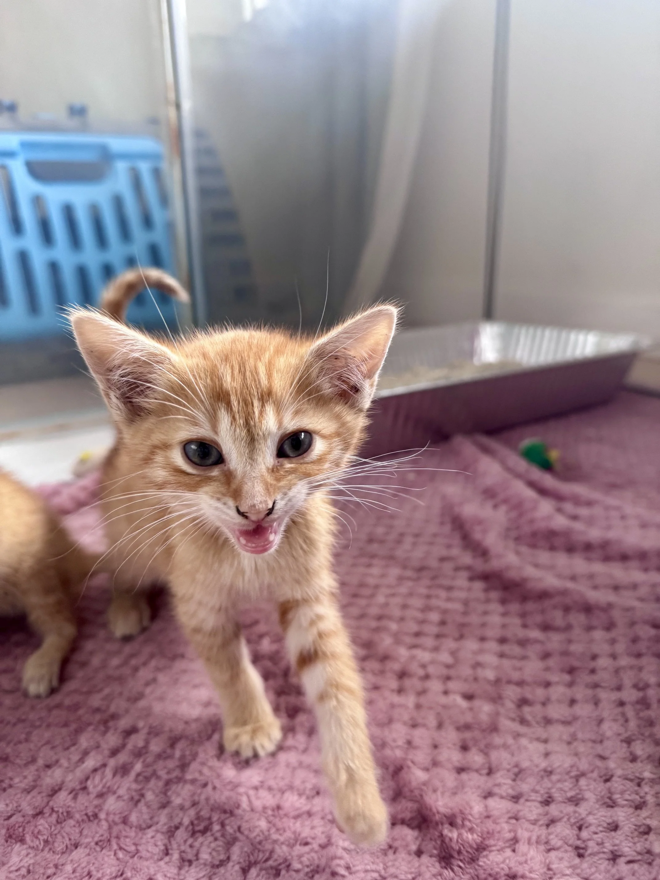 Fanta (M) - Shorthair Orange Tabby - Est DOB 8/21/26 - In Foster - Available October 15th