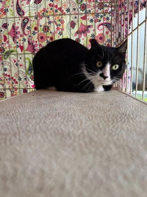 Tuxie Mama (F) - 2 Year Old Shorthair Tuxedo - At the Anderson Valley Farm Supply - Available NOW to BARN HOME ONLY - FERAL
