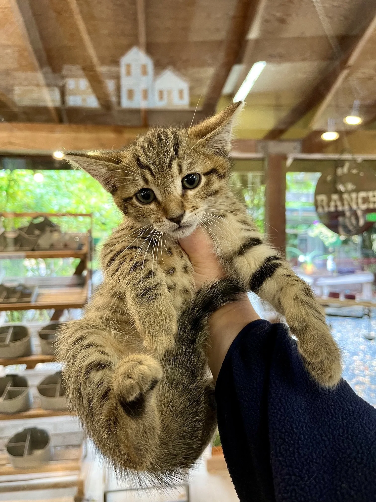 (Blue Collar) - (M) - Shorthair Brown Tabby - DOB 7/3/26 - At the Anderson Valley Farm Supply - Ready September 17th