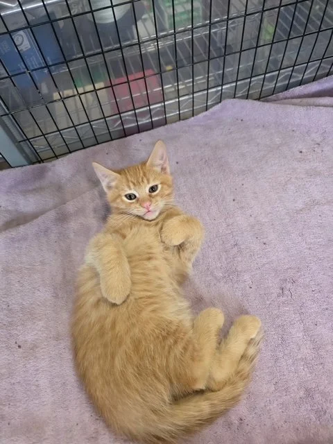 Will - Kate's Kitten #2 (M) - 9 Week Old Shorthair Orange Tabby - At the Anderson Valley Farm Supply - Available NOW