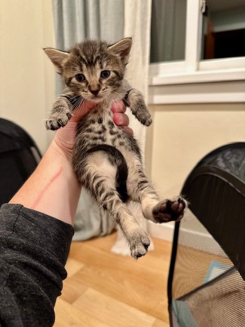 **DRESSER LITTER** (F) - 4 Week Old Brown Tabby - In Foster