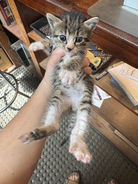 Tree #3 - (M) - Shorthair Brown Tabby & White - Est DOB 4/21/26 - In Foster - Availability N/A