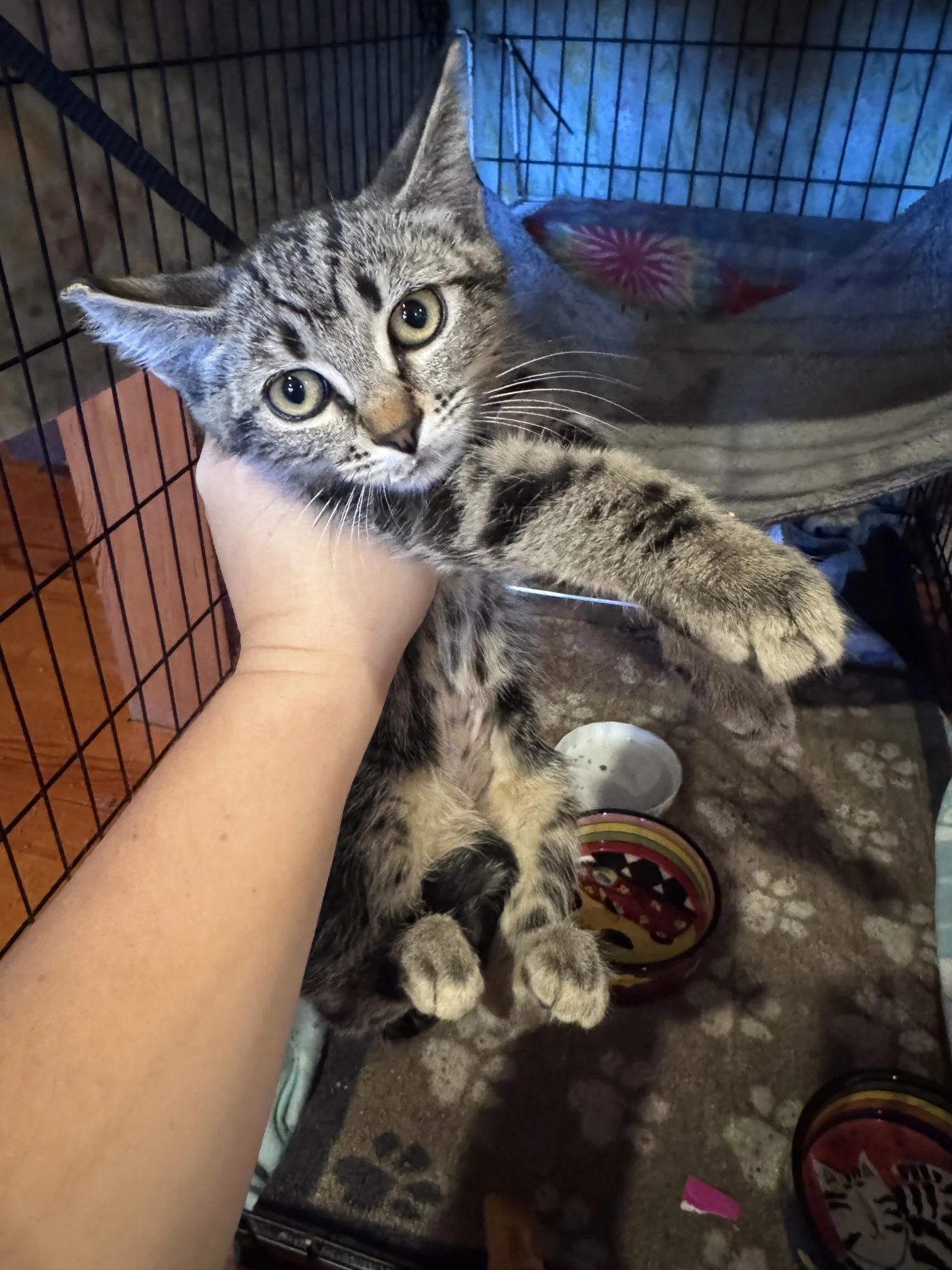 Aurora #1 (F) - Shorthair Brown Tabby - Est. DOB 4/25/26 - In Foster - Available NOW - Needs Socialization 