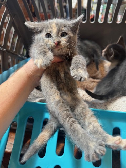 Greys #5 (F) - Shorthair Dilute Tortie - Est DOB 4/21/26 - In Foster - Availability mid-end of June
