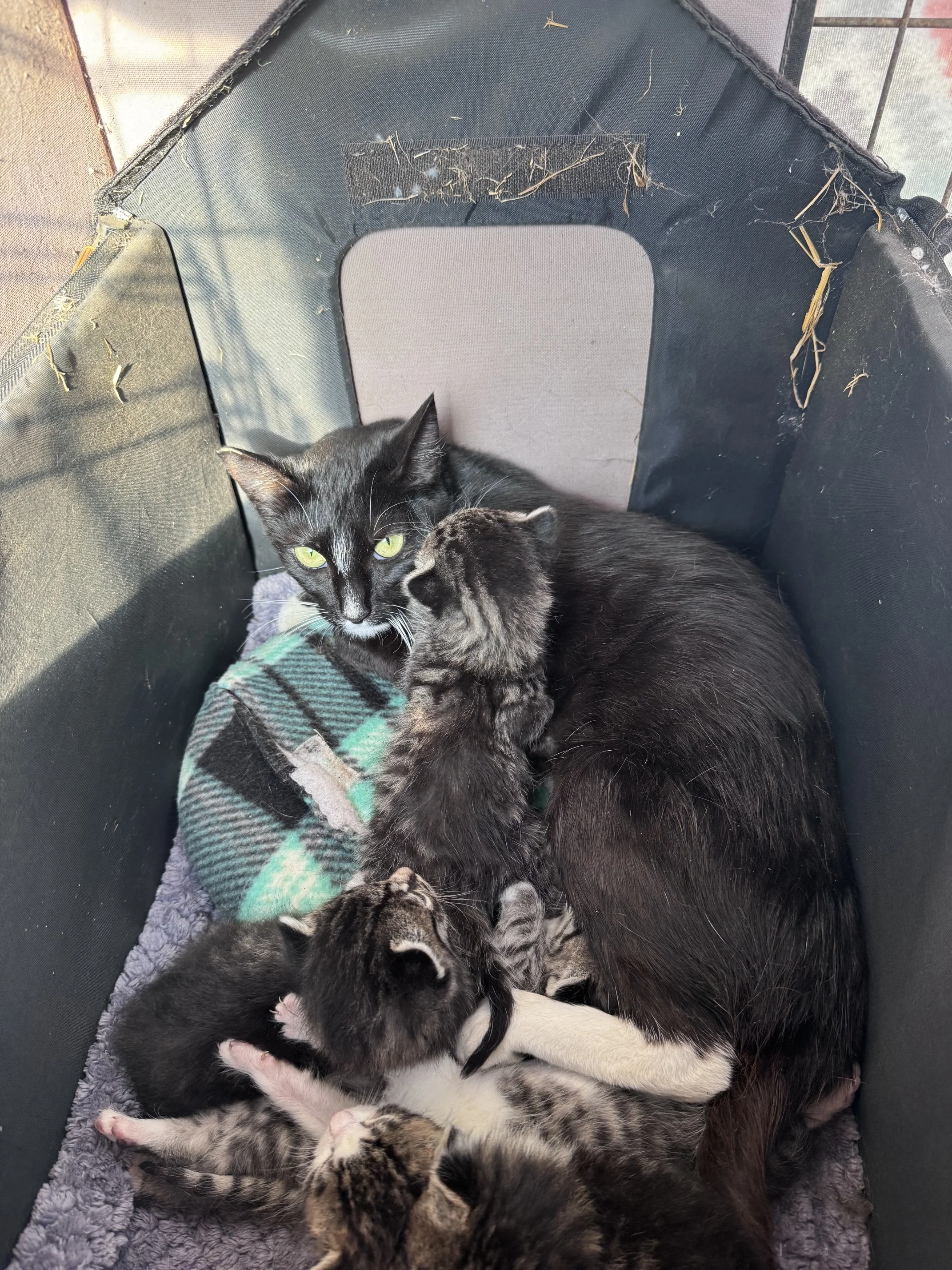 Wood Pile Mama (F) - Shorthair Tuxedo - Adult - In Foster - Not available, will be returned to colony