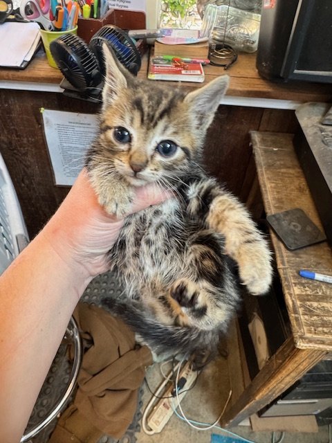 Squirrel (M) 253 #2 - Shorthair Brown/Black Tabby - Est DOB 4/19/26 - In Foster - Tentatively Available June 25th
