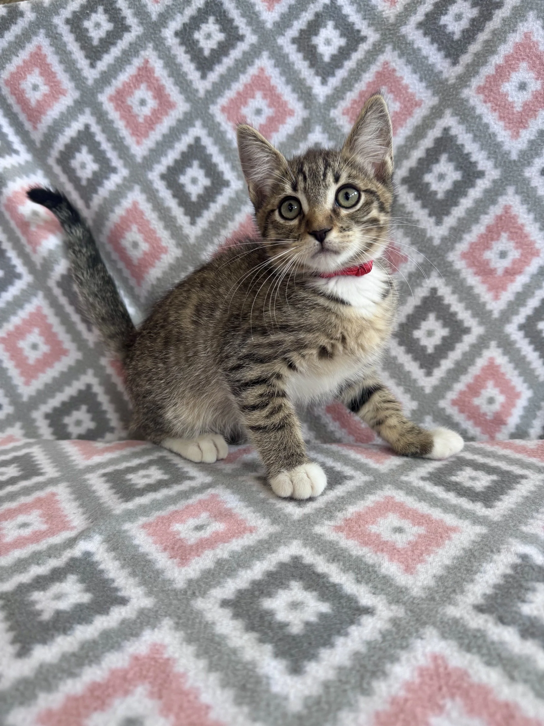 Jerry (Red Collar) - (M) - Shorthair Brown Tabby w/ White - DOB 7/3/26 - At the Anderson Valley Farm Supply - Available NOW
