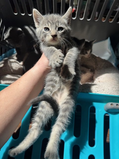 Greys #2 (F) - Shorthair Grey Tabby - Est DOB 4/21/26 - In Foster - Availability mid-end of June