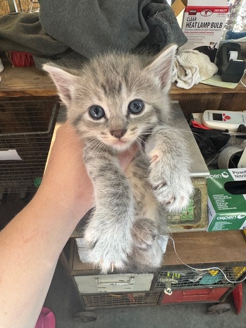 Terradiddle (F) - Wampus #5 - Shorthair Grey Tabby/Torbie - DOB 4/16/26 - At the Anderson Valley Farm Supply - Tentatively Available June 17th