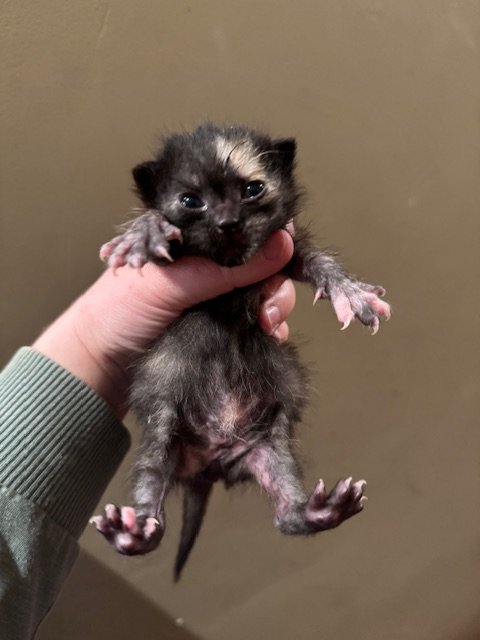 Carbonara (F) - Tortie - DOB 4/29/26 - In Foster - Availability N/A
