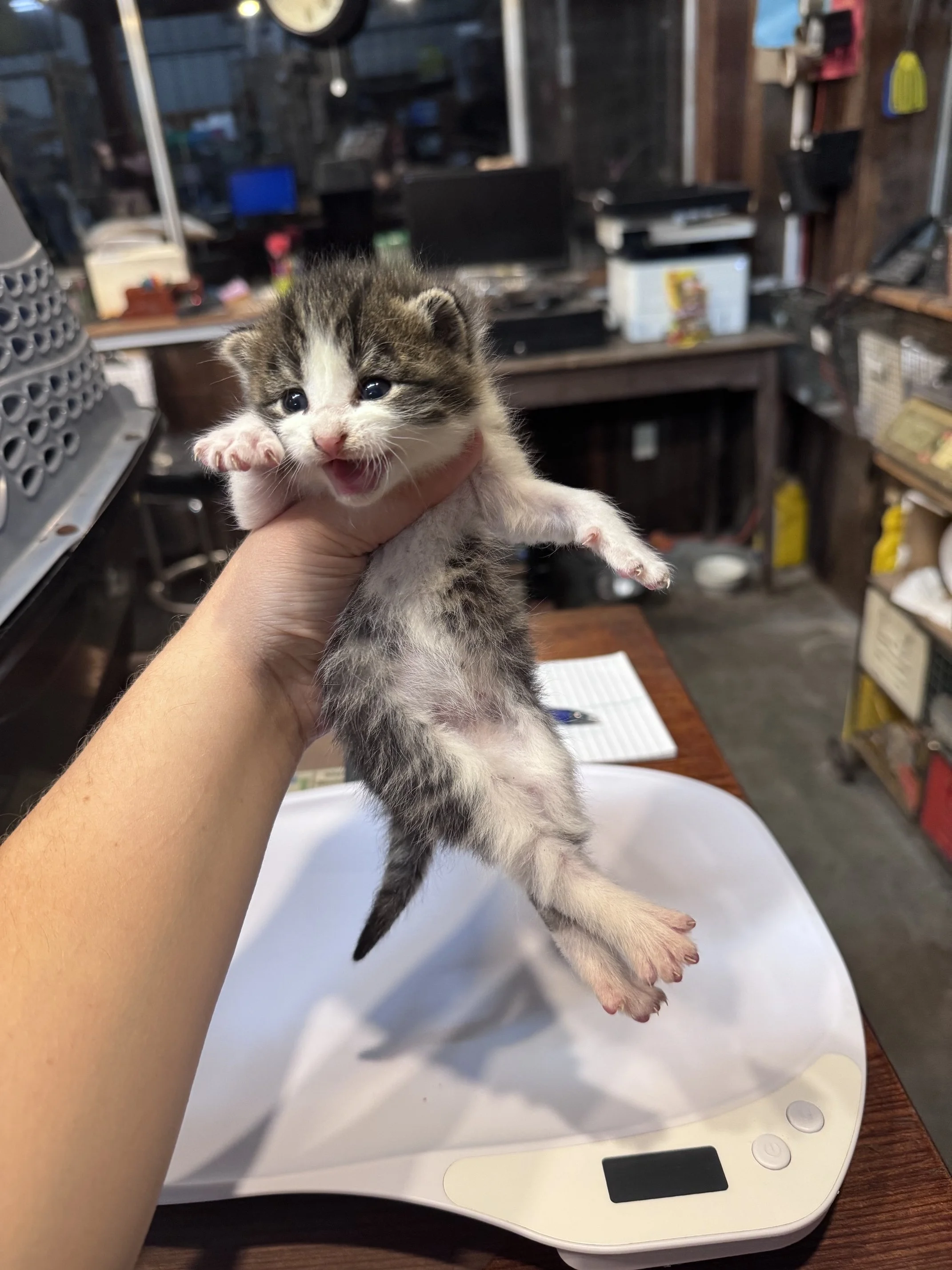Oak (M) - Brown Tabby & White - Est DOB 9/16/26 - In Foster