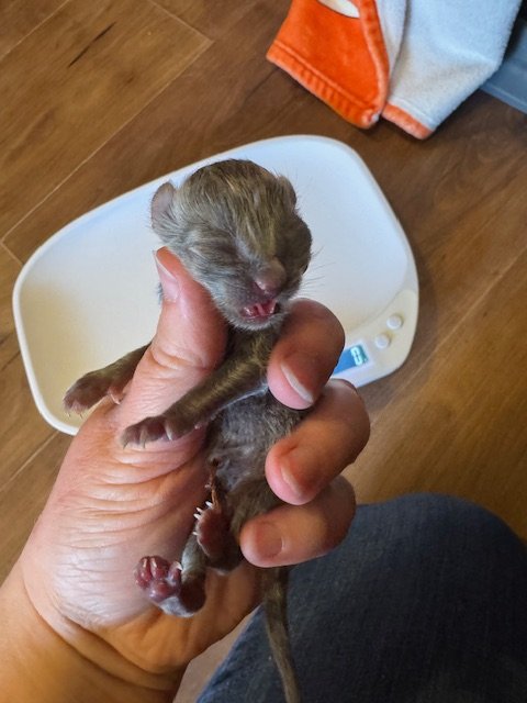 Dewy (M) - Misty's Litter #1 - Grey - DOB 5/6/26 - In Foster - Availability N/A