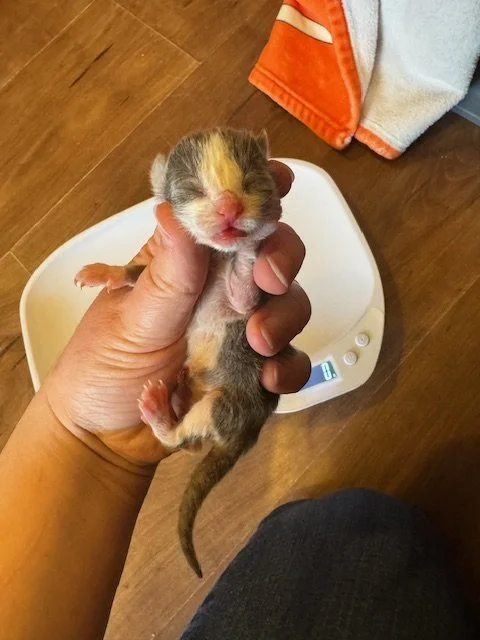 Cloudy (M) - Misty's Litter #3 - Grey & White - DOB 5/6/26 - In Foster - Availability N/A