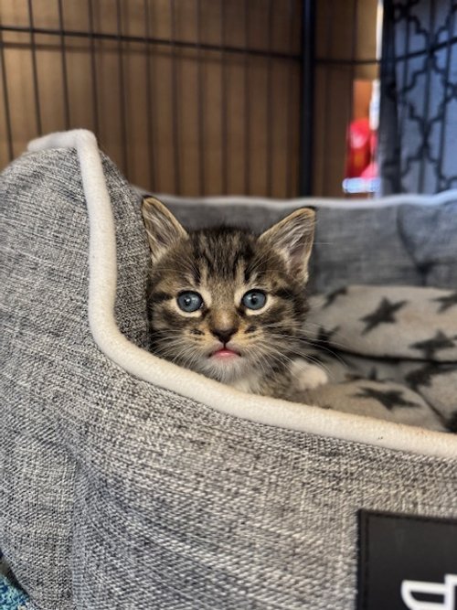 **PRE-ADOPTED**RAVIOLI'S LITTER** Gnocchi (F) - 6 Week Old Shorthair Brown Tabby w/ White- At the Anderson Valley Farm Supply - Available May 29th