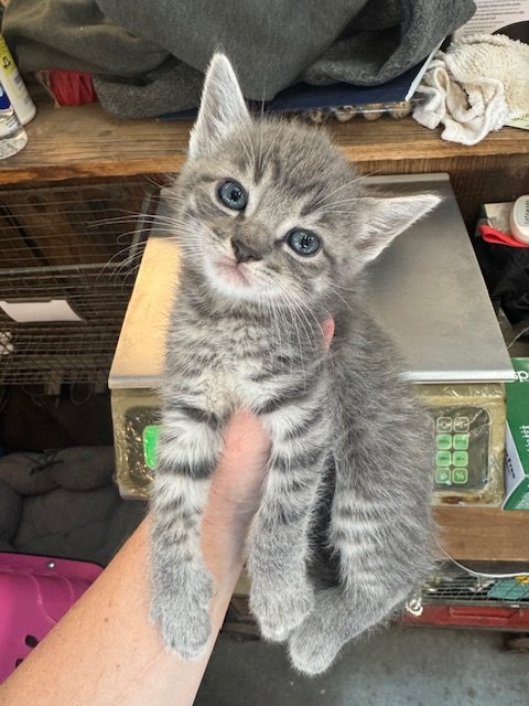 Bumfuzzle (M) - Wampus #3 - Shorthair Grey Tabby - DOB 4/16/26 - At the Anderson Valley Farm Supply - Tentatively Available June 17th