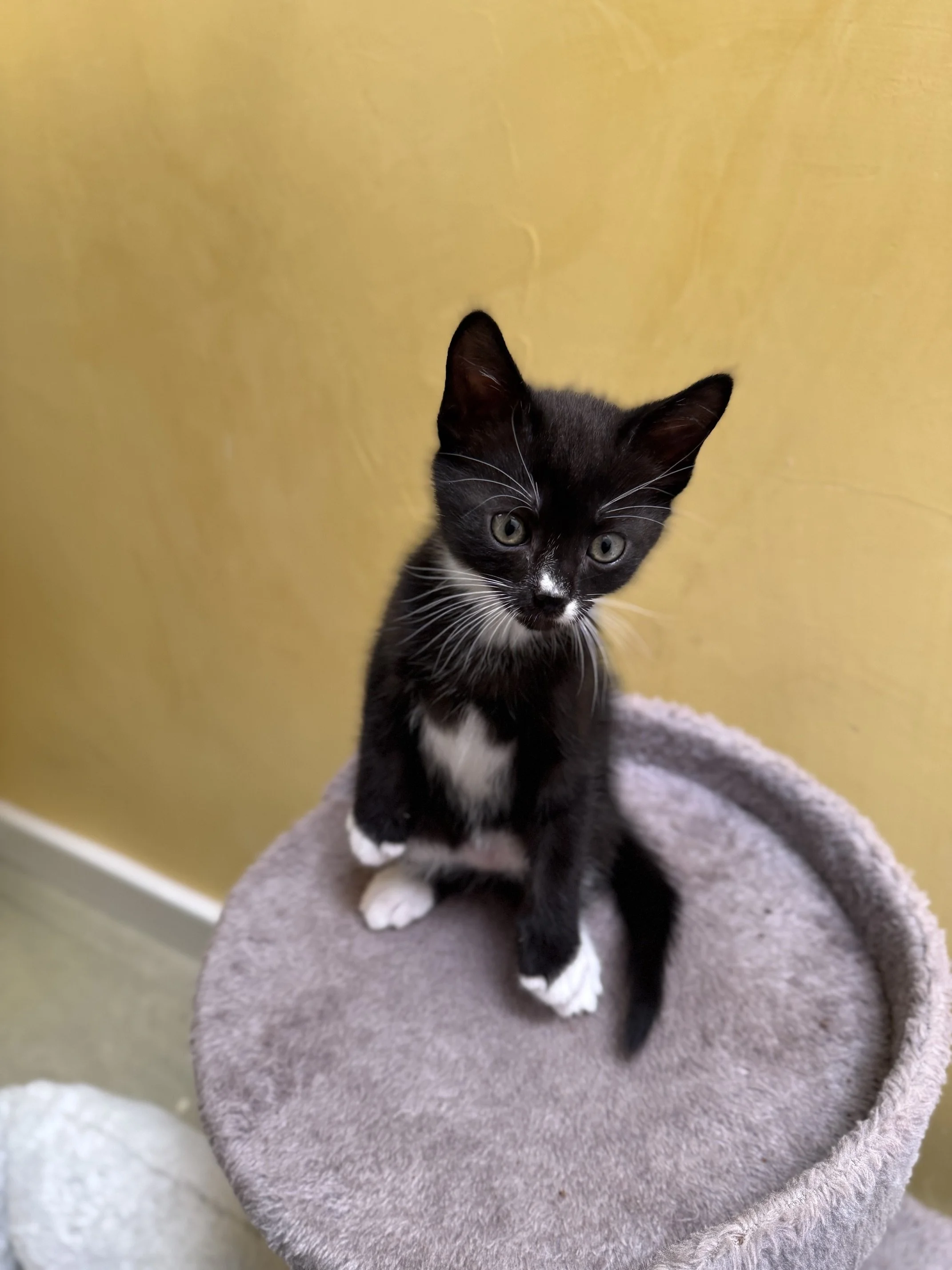 **Adoption Pending** Marlboro (M) - Shorthair Tuxedo - DOB 4/25/26 - At the Anderson Valley Farm Supply