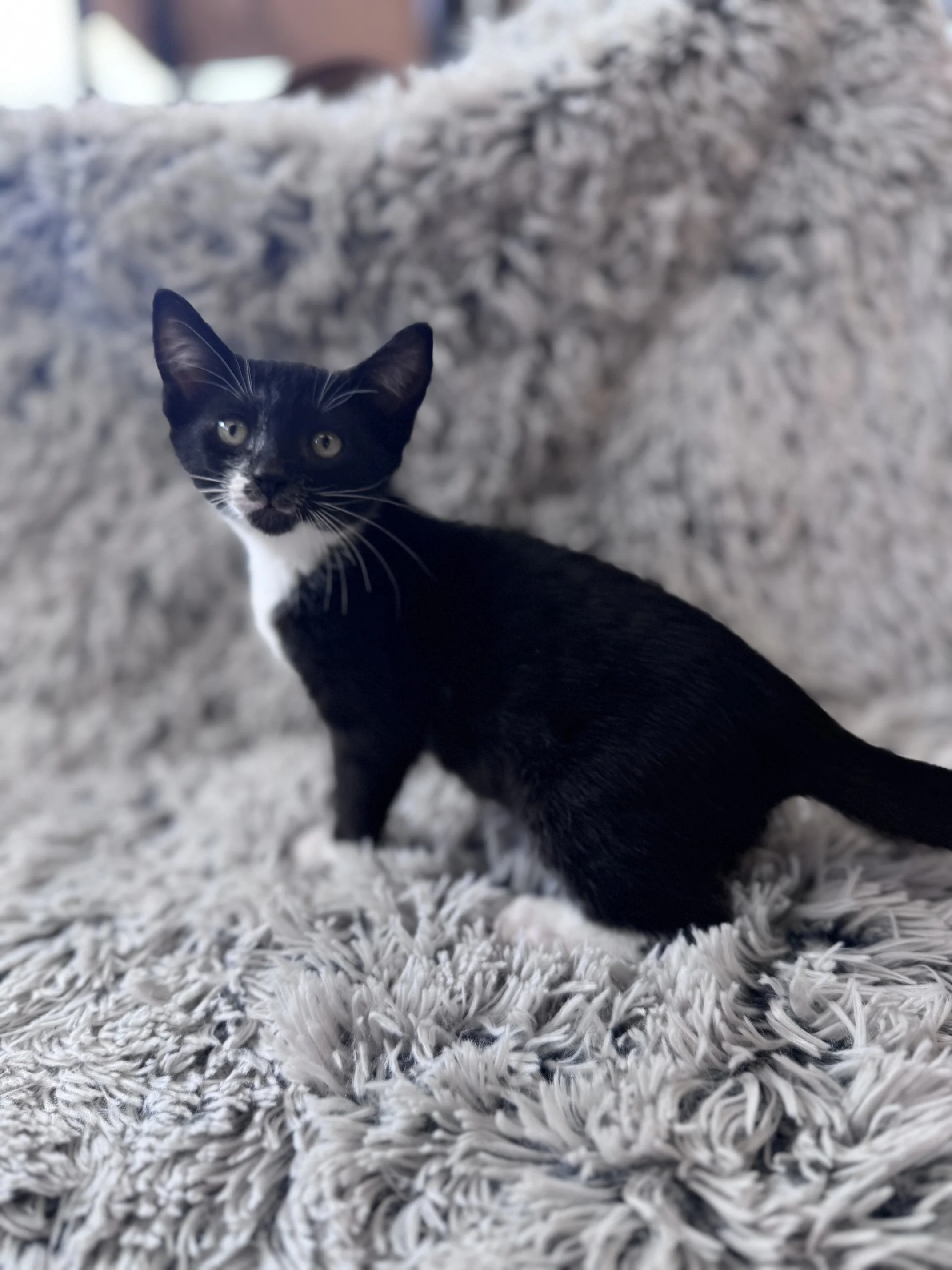 **Adoption Pending** Rosemary (F) - Shorthair Tuxedo - Est DOB 5/21/26 - At the Anderson Valley Farm Supply