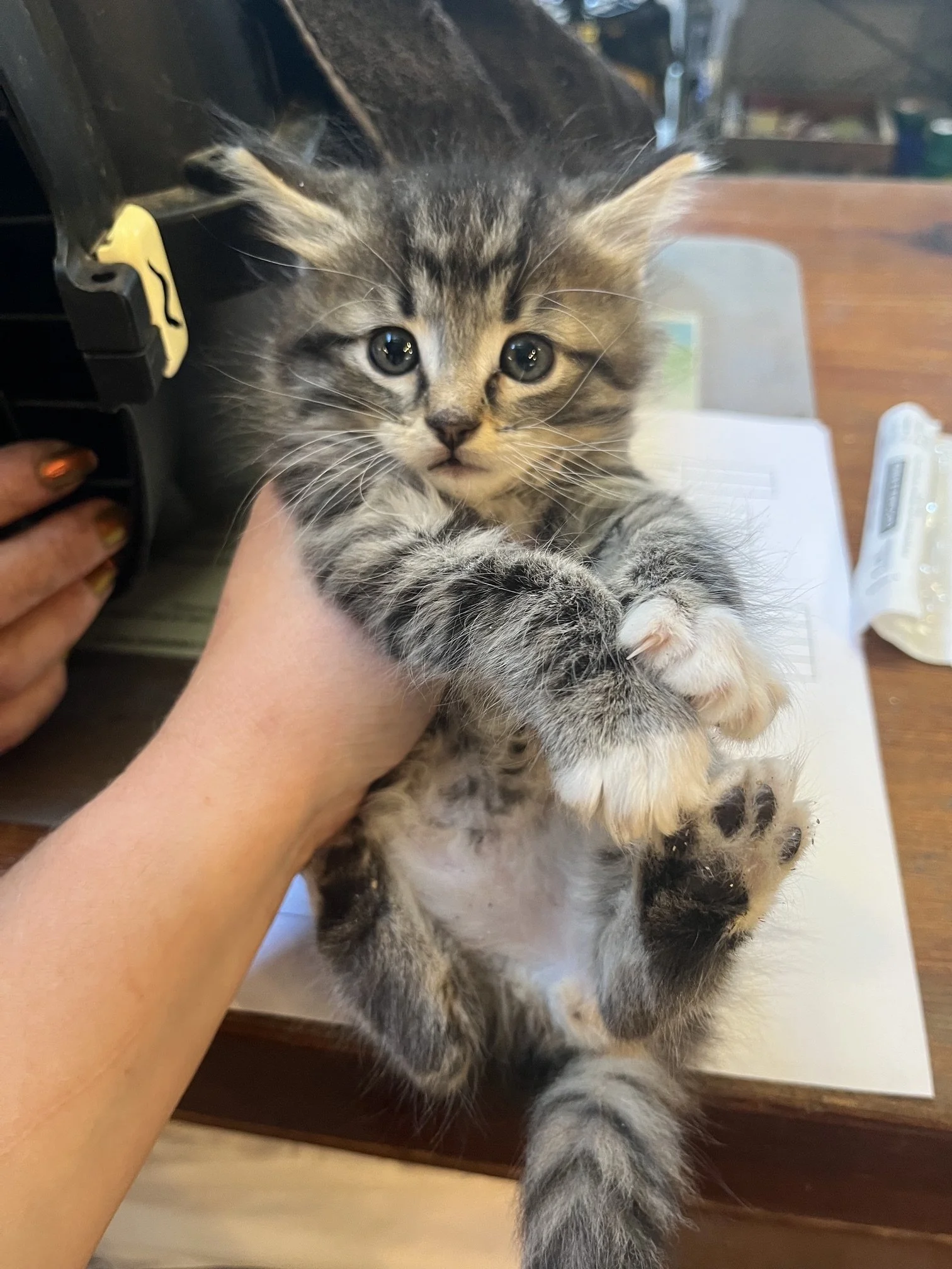 Broh (M) - Longhair Brown Tabby w/ White - Est DOB 5/19/26 - In Foster - Ready July 31st