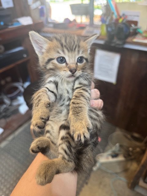 Snickersnee (M) - Wampus #1 - Shorthair Brown Tabby - DOB 4/16/26 - At the Anderson Valley Farm Supply - Tentatively Available June 17th