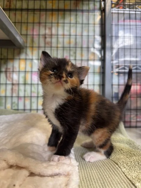 Marigold (F) - Sunflower's Kitten #1 - Shorthair Calico - EST DOB 3/2/26 - At the Anderson Valley Farm Supply - Available May 9th
