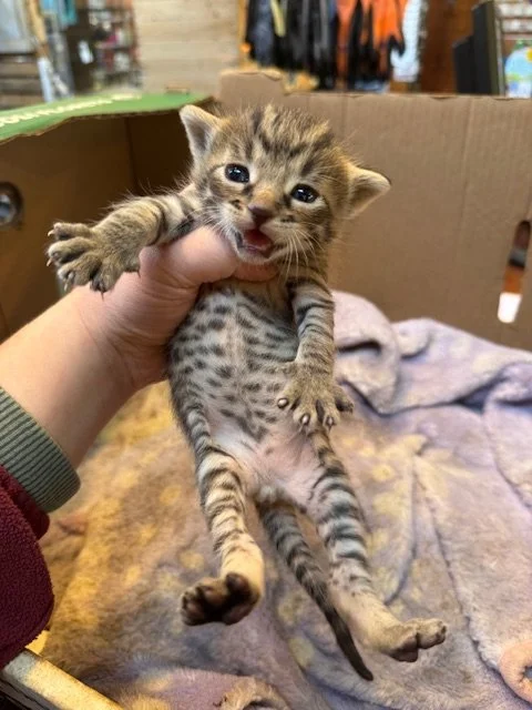Bartola's Kitten #7 - (M) - Shorthair Brown Tabby - DOB 3/18/26 - Available end of May