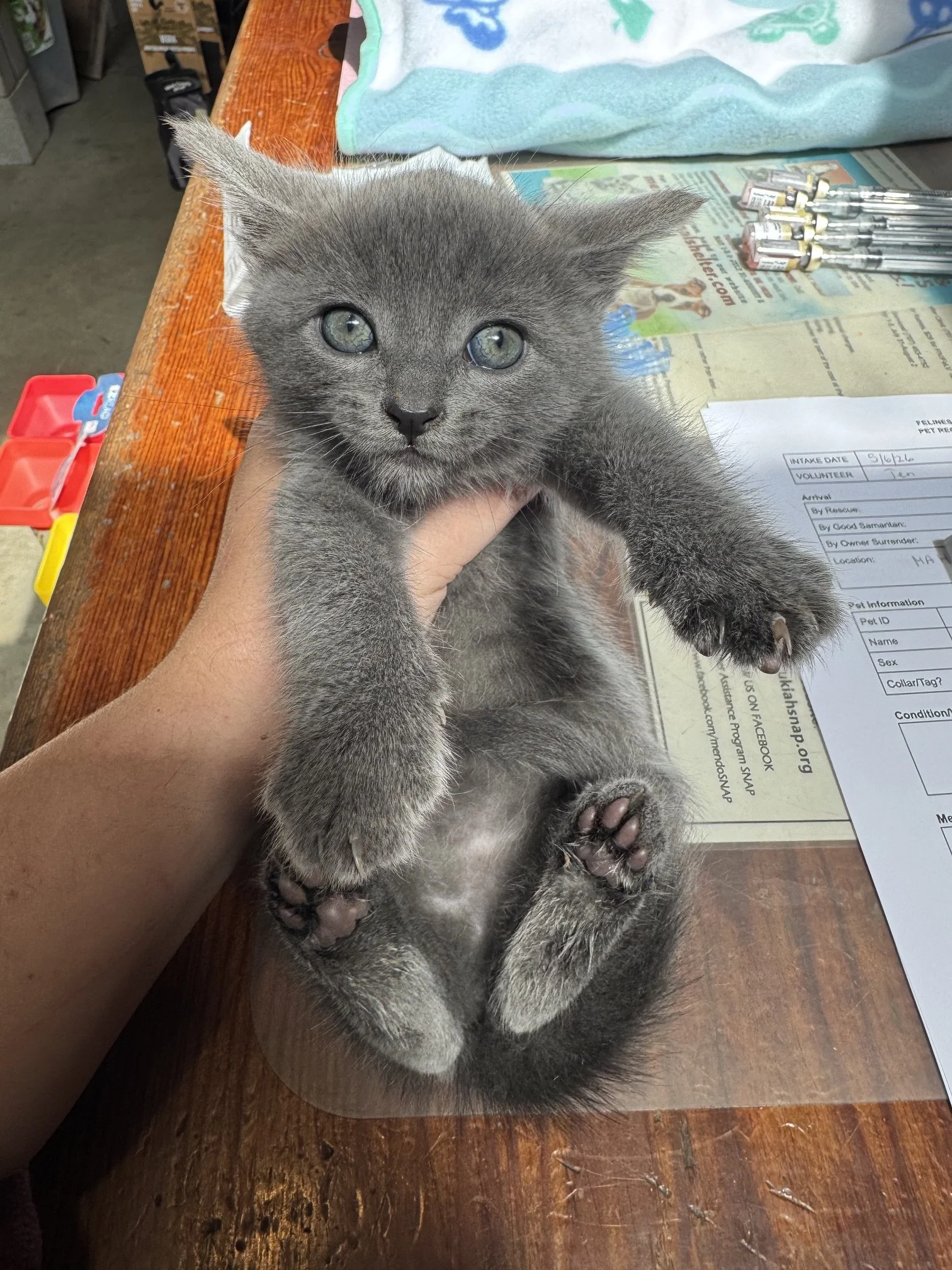 Blue (F) - Misty's Litter #1 - Shorthair Grey - DOB 5/6/26 - In Foster - Ready July 31st