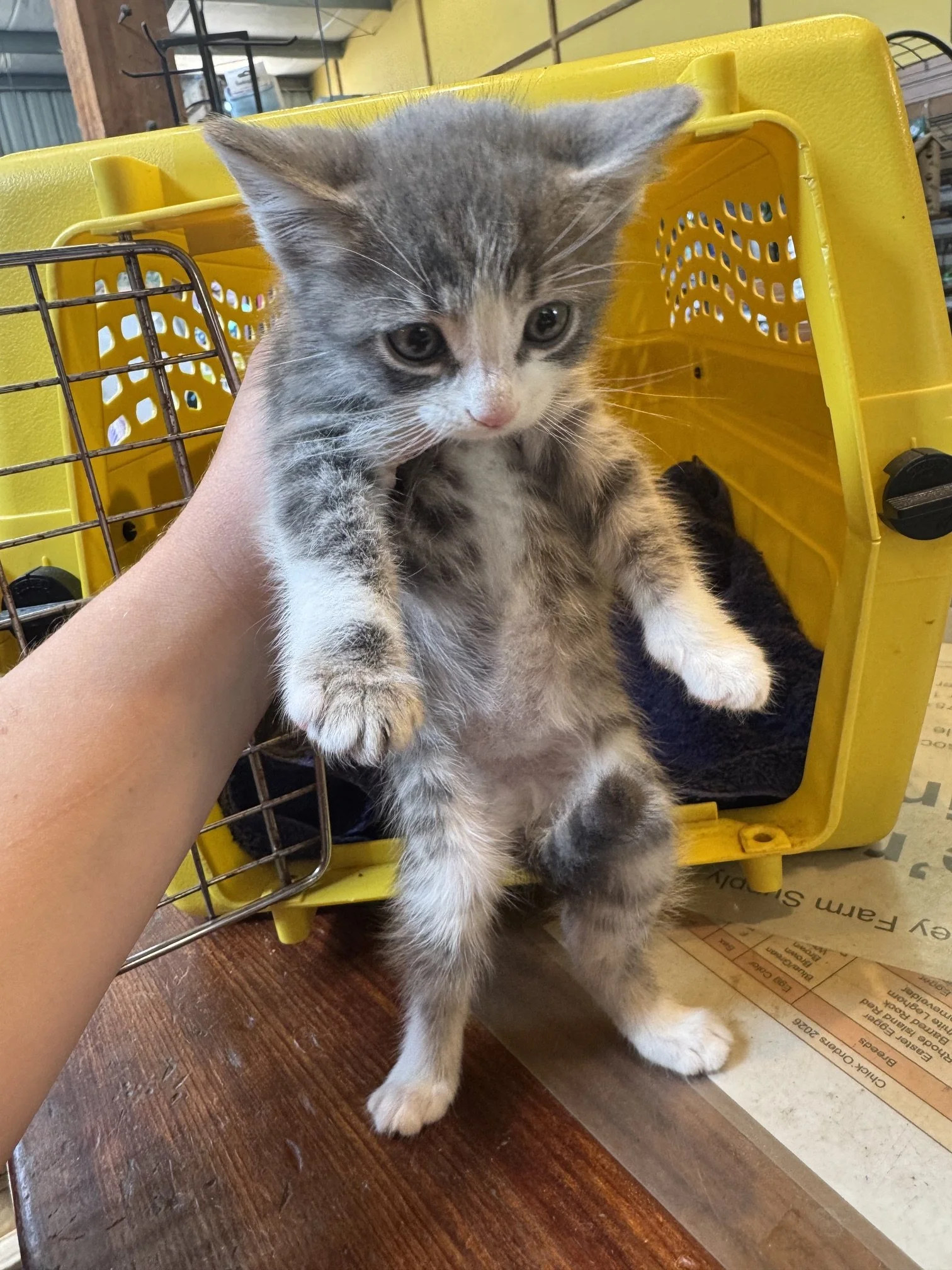 Socks (M) - Misty's Litter #2 - Grey Tabby & White - DOB 5/6/26 - In Foster - Ready July 31st