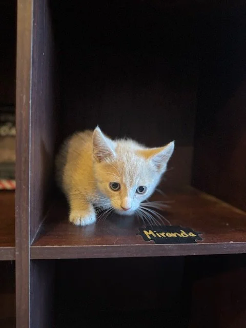 Frito (Blue Collar) (M) - 7 Week Old Shorthair Buff Orange Tabby & White - In Foster - Available August 28th