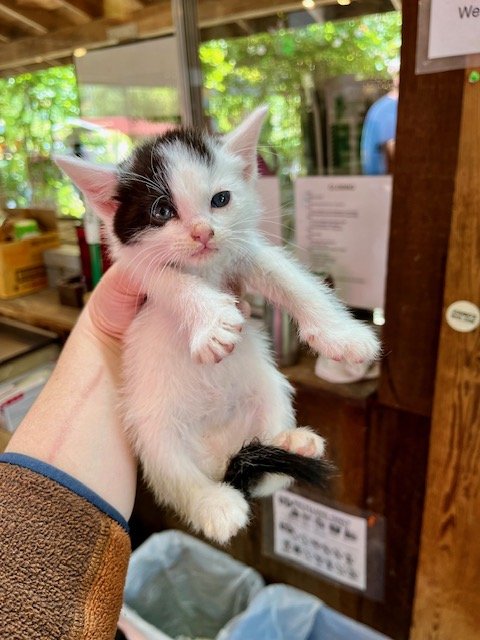**GARDEN LITTER** (M) - 5 Week Old Shorthair White & Black - In Foster