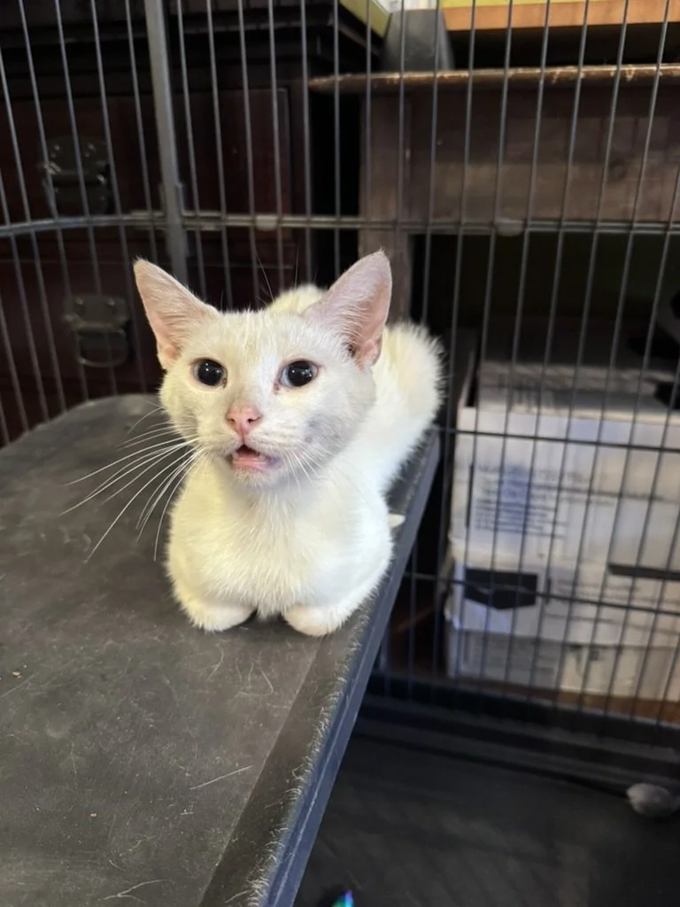 Eleanor (F) - Shorthair White - Est 1 Year Old - In Foster - Available NOW